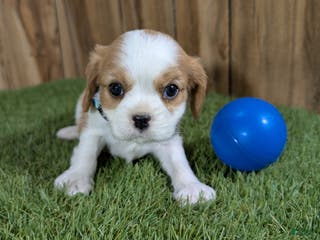 Cavalier King Charles Spaniel dogs Sally Boy 1 - Ad 24