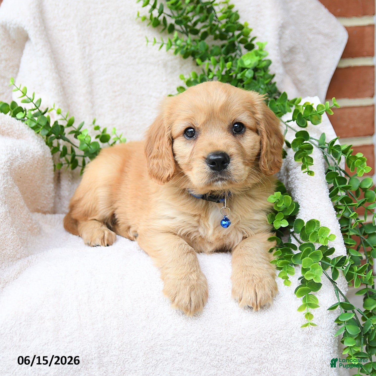 Miniature Golden Retriever dogs Omar - Ad 2