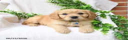 Miniature Golden Retriever dogs for sale: Omar - Ad 2