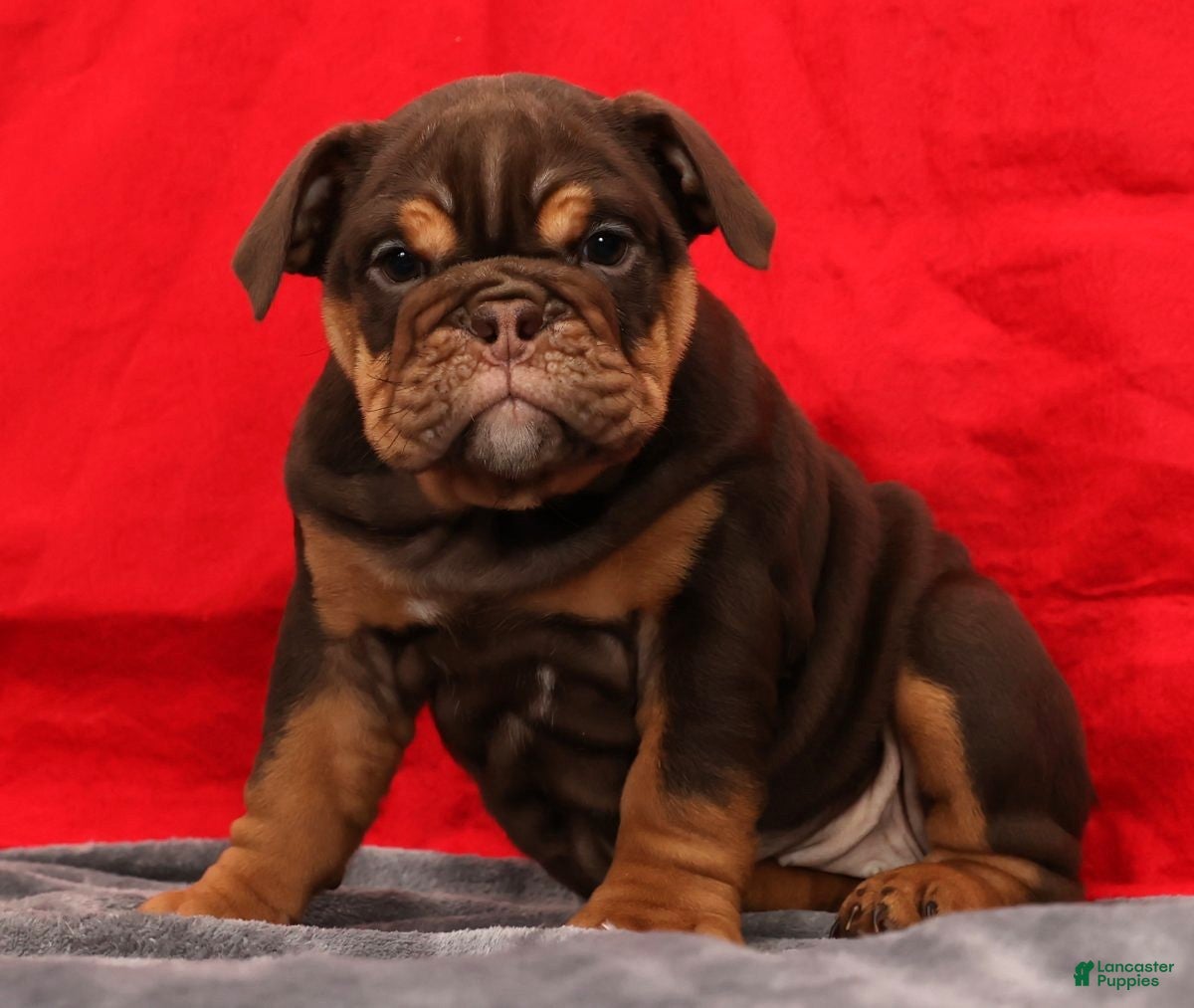 English Bulldog dogs Kimberly - Ad 20