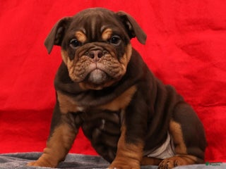 English Bulldog dogs Kimberly - Ad 38