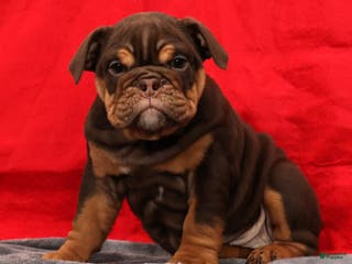 English Bulldog dogs Kimberly - Ad 42