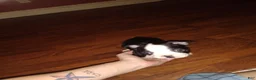 Boston Terrier dogs for sale: Houdini aka Harry Boston Terrier 3 - Ad 4