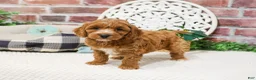 Cavapoo dogs for sale: Illius - Ad 5