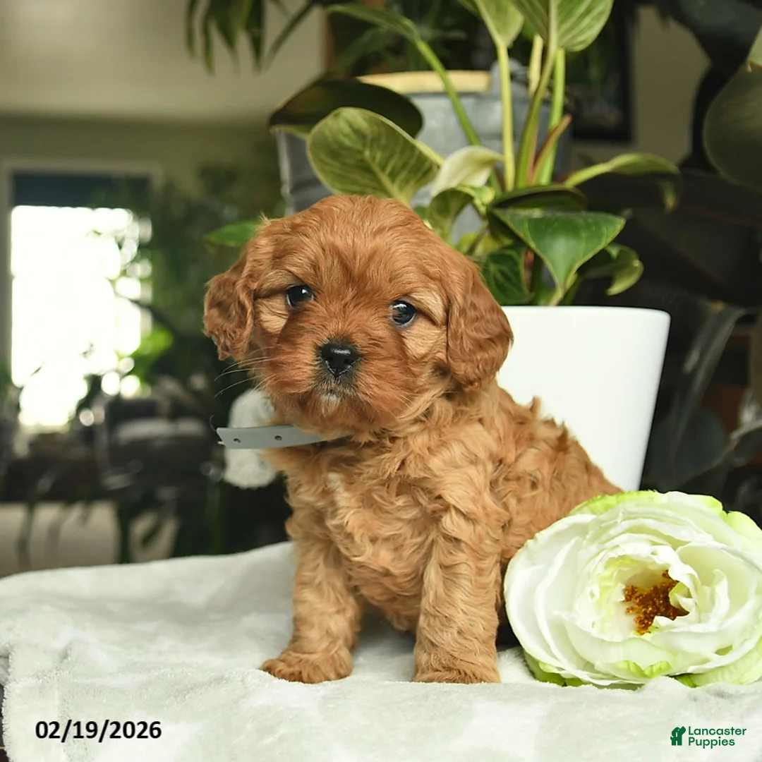 Cavapoo dogs for sale: Margi  - Ad 1