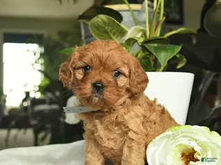 Cavapoo dogs for sale: Margi - Ad 1