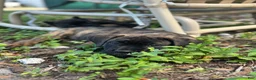 Cane Corso dogs for sale:  Bonnie black brindle - Ad 3
