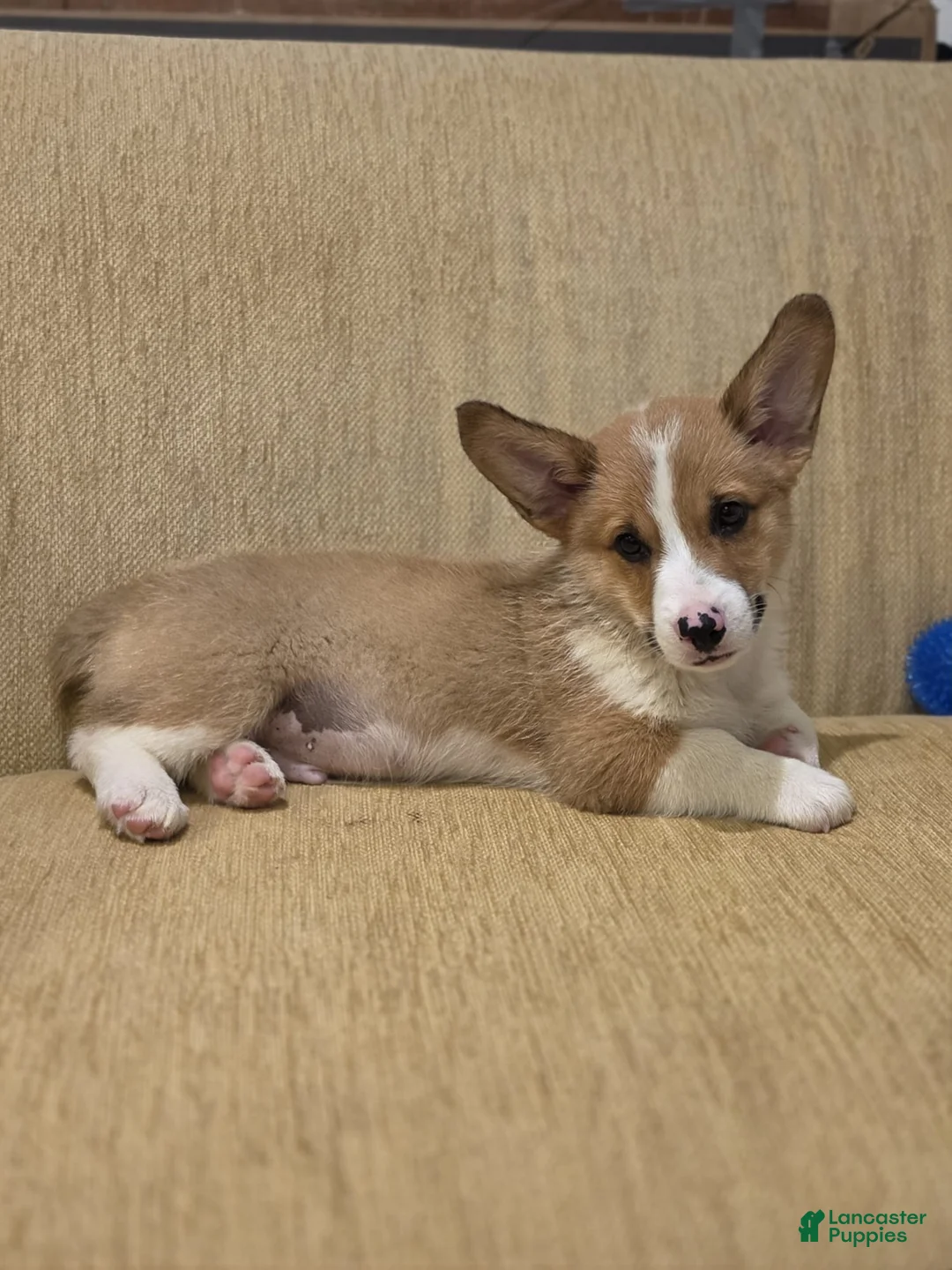 Welsh Corgi Pembroke dogs for sale: Welsh Corgi Pembroke 3 - Ad 4