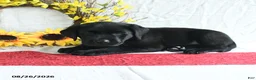 Labrador Retriever dogs for sale: Kory - Ad 2