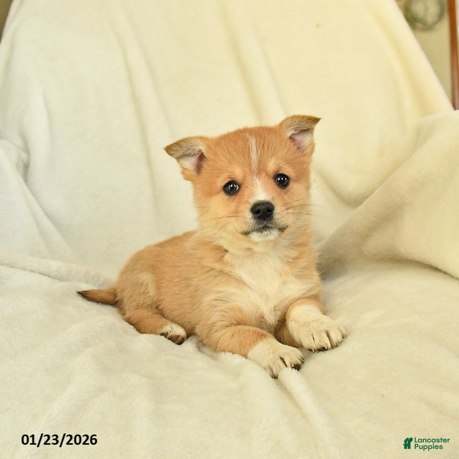 Mixed Breed dogs Dahlia - Ad 17