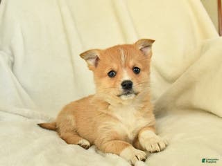 Mixed Breed dogs Dahlia - Ad 17