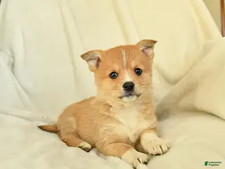 Mixed Breed dogs Dahlia - Ad 11