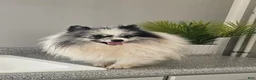Pomeranian dogs for sale: Sam - Ad 7