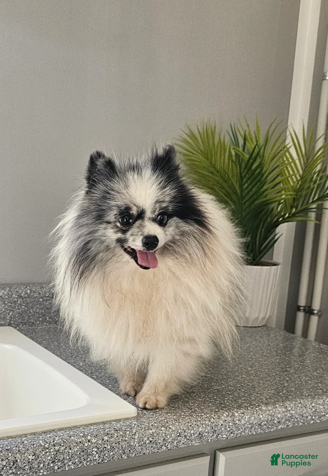 Pomeranian dogs for sale: Sam - Ad 7
