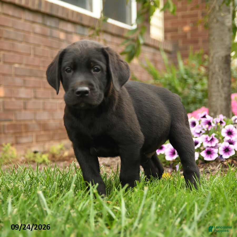 Labrador Retriever dogs Max - Ad 2