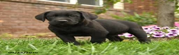 Labrador Retriever dogs for sale: Max - Ad 2