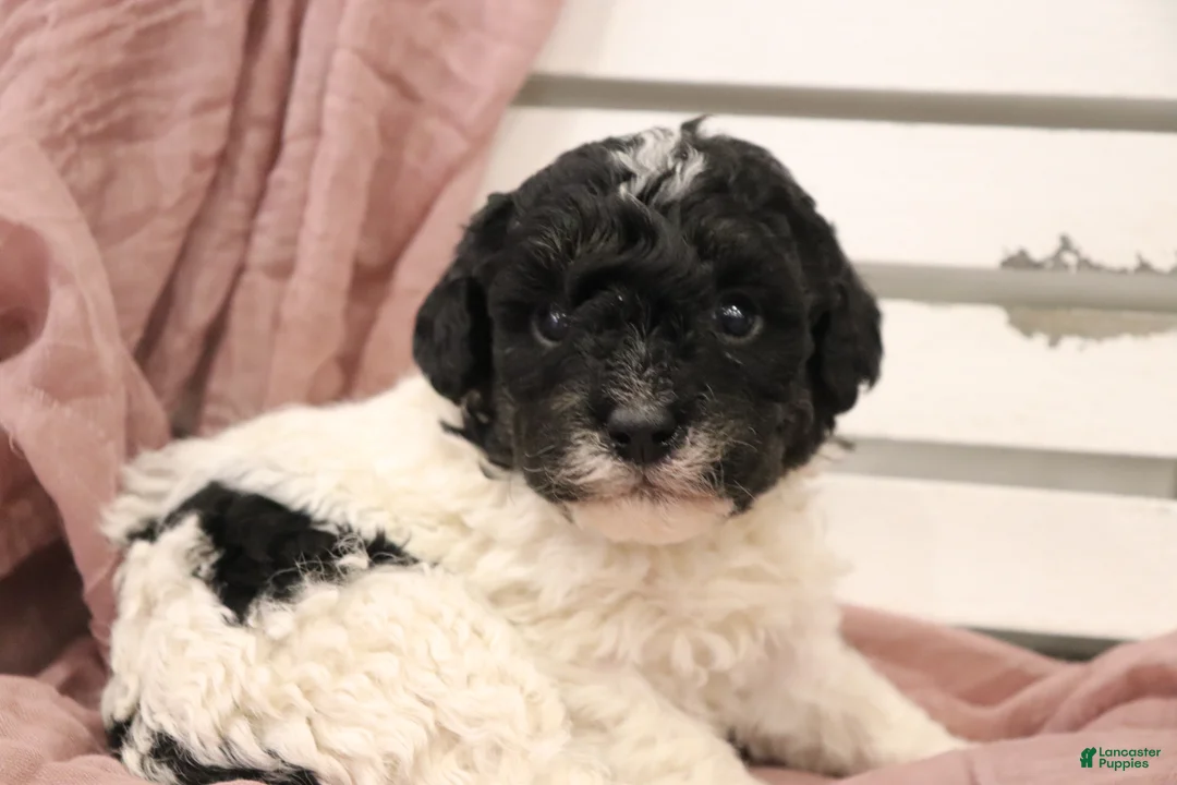 Miniature Poodle dogs for sale: Dakota - Ad 1