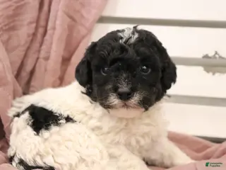 Miniature Poodle dogs for sale: Dakota - Ad 4