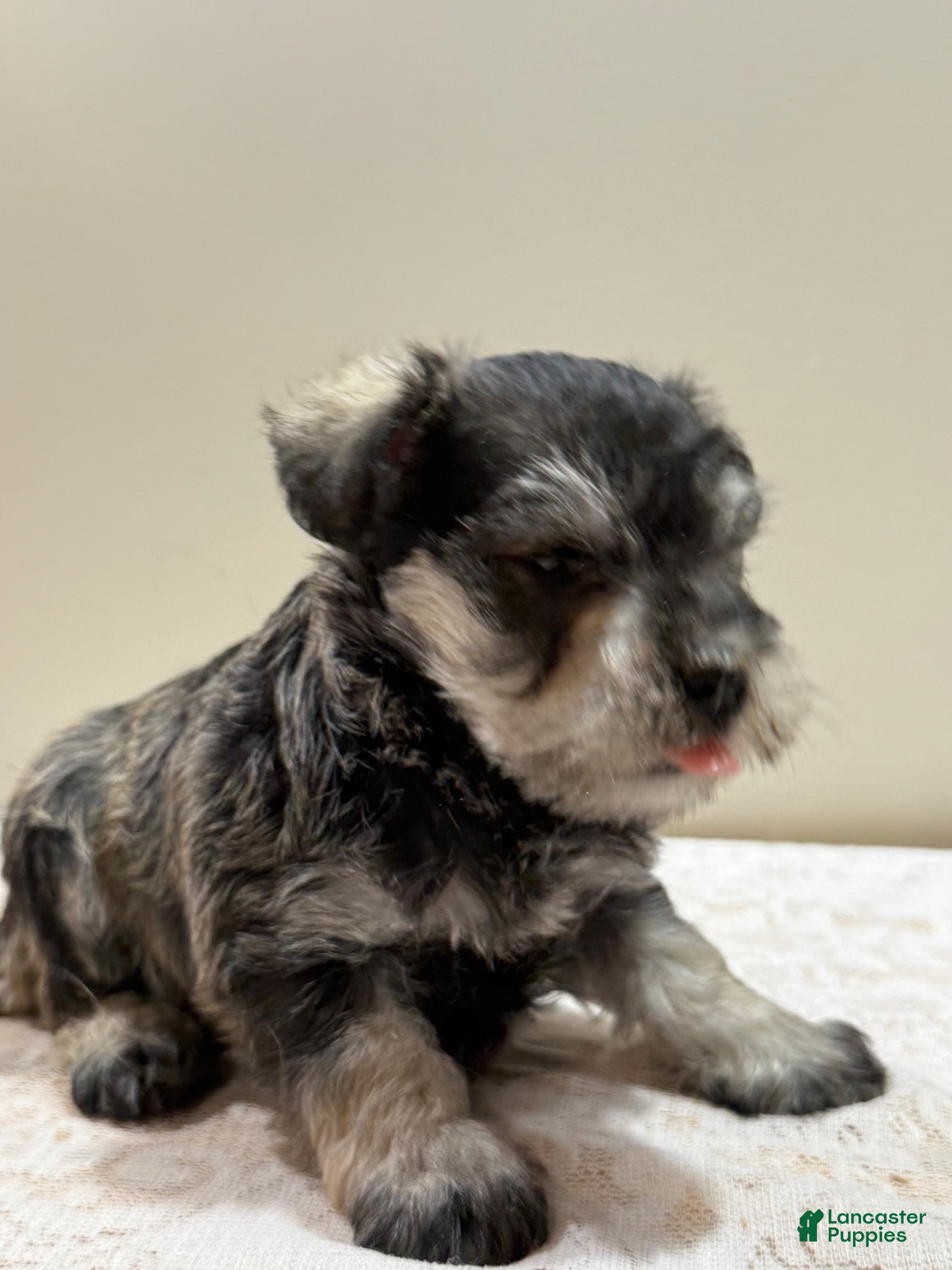 Miniature Schnauzer dogs Sophie Miniature Schnauzer  - Ad 1