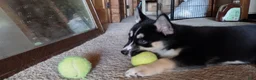 Gerberian Shepsky dogs for sale: Star - Ad 4