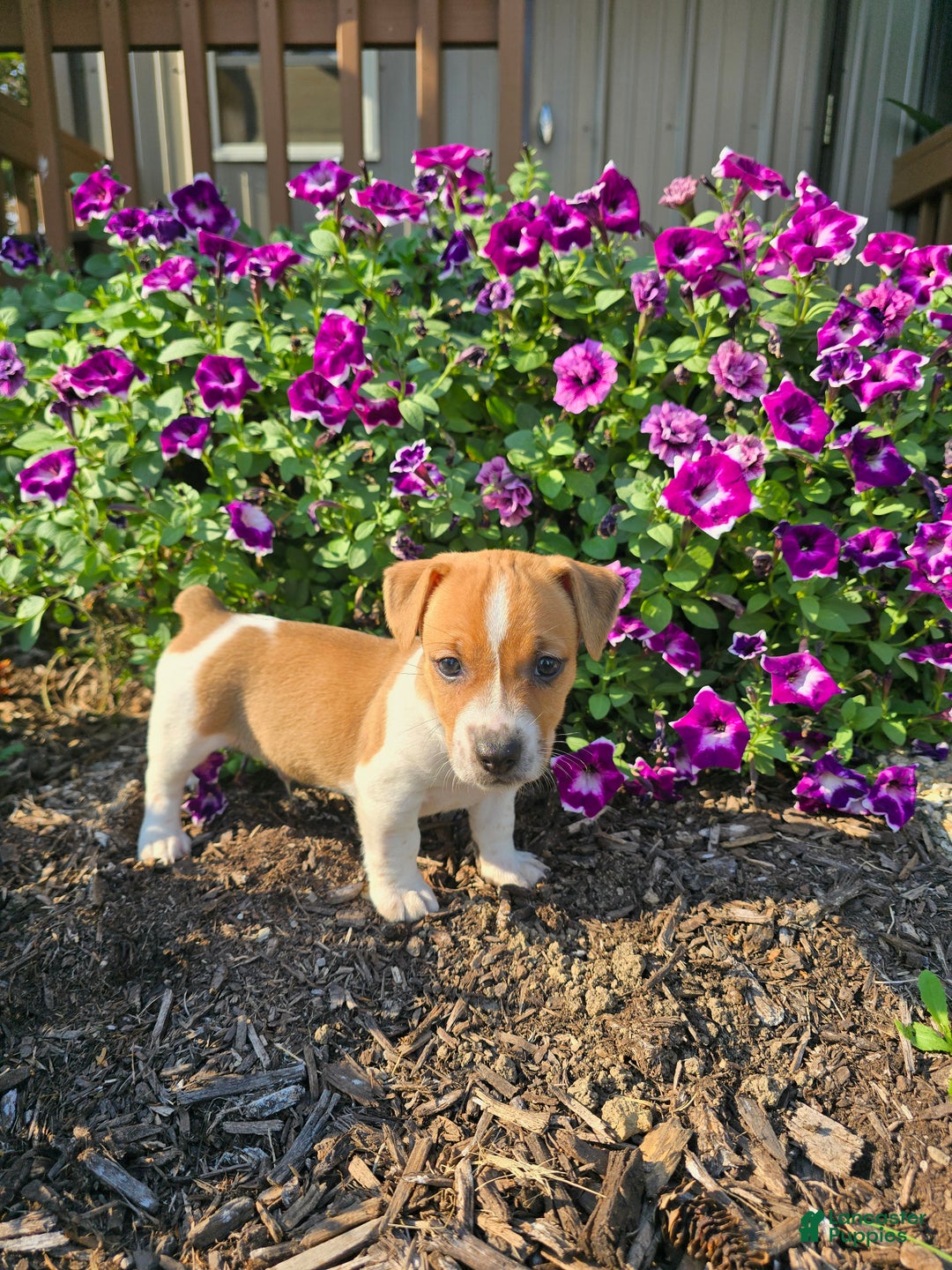 Jack Russell Terrier dogs for sale: Walter - Ad 4