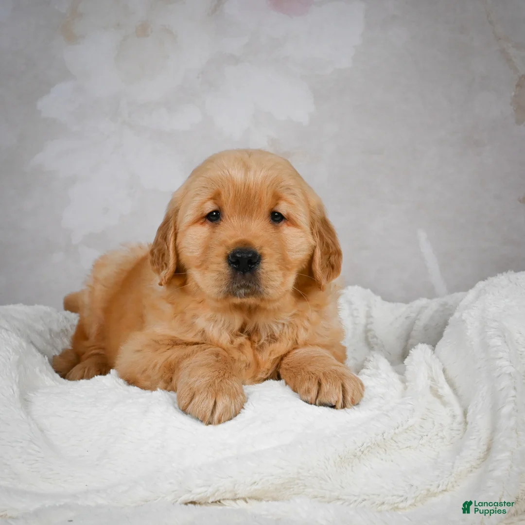 Golden Retriever dogs for sale: Romeo - Ad 8