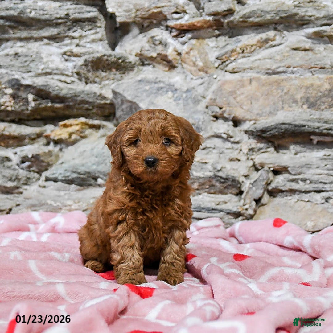 Mini Goldendoodle dogs for sale: Casey - Ad 2
