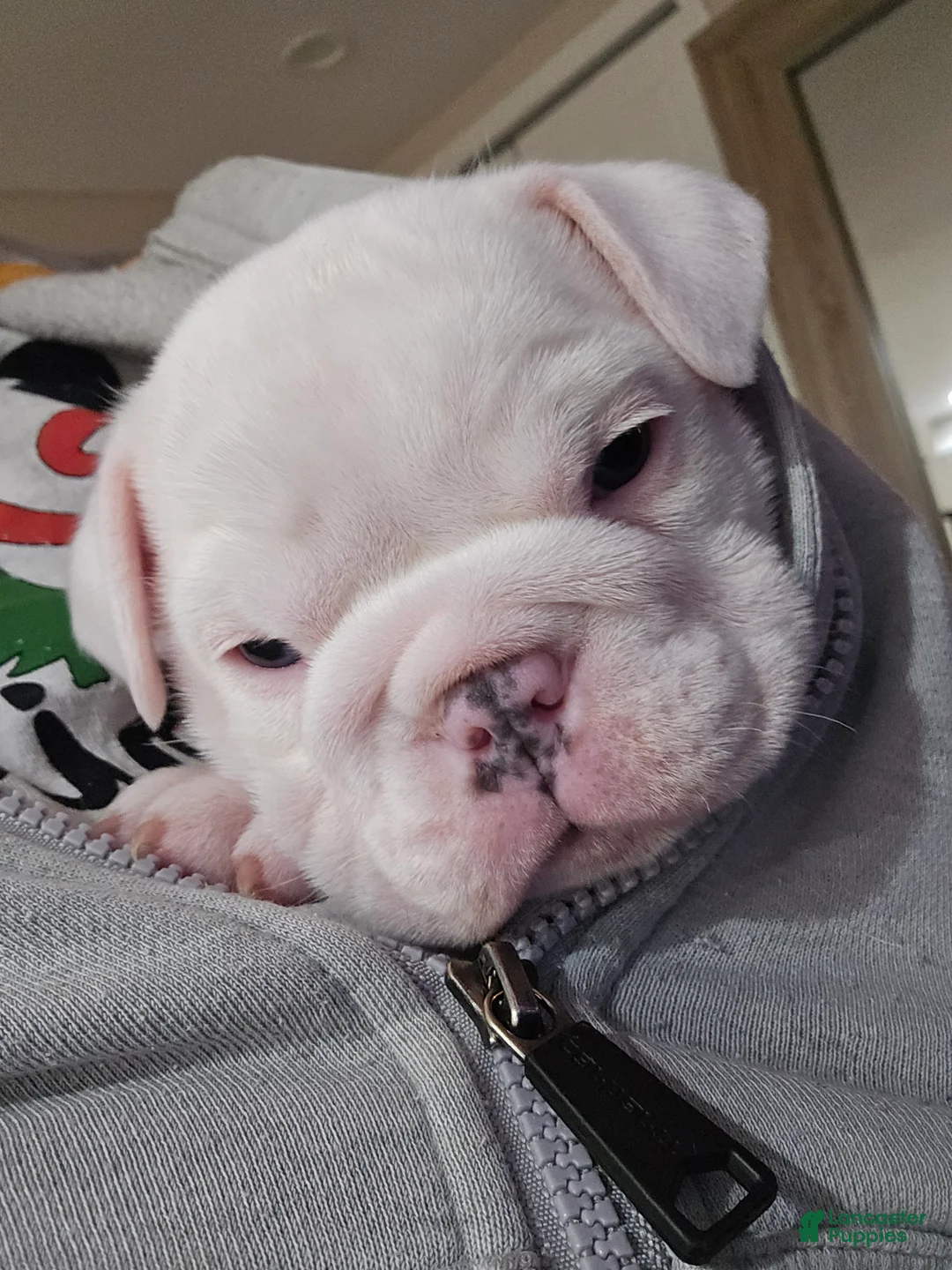 English Bulldog dogs for sale: English Bulldog Puppy 2 - Ad 2