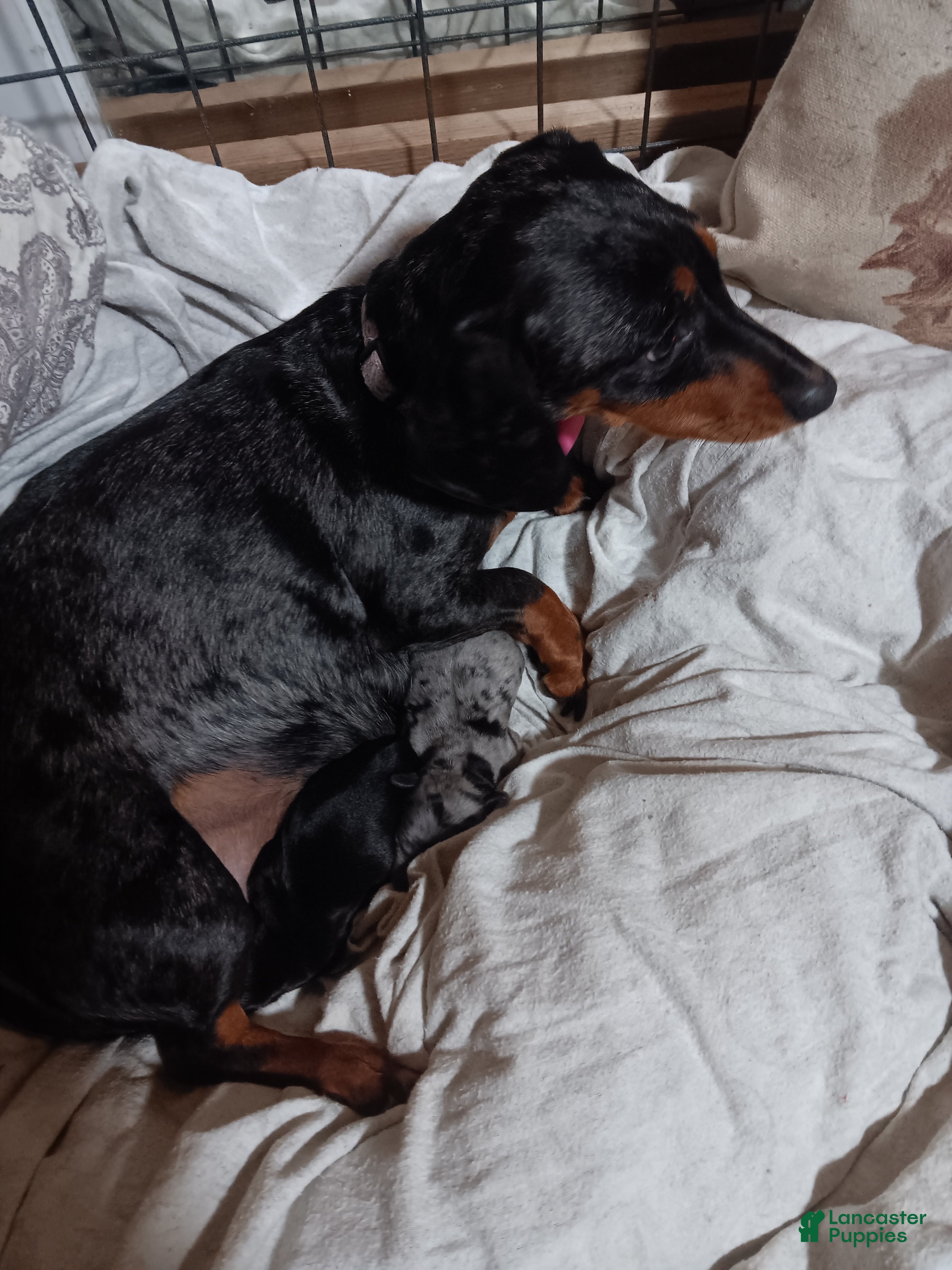 Miniature Dachshund dogs for sale: william - Ad 2