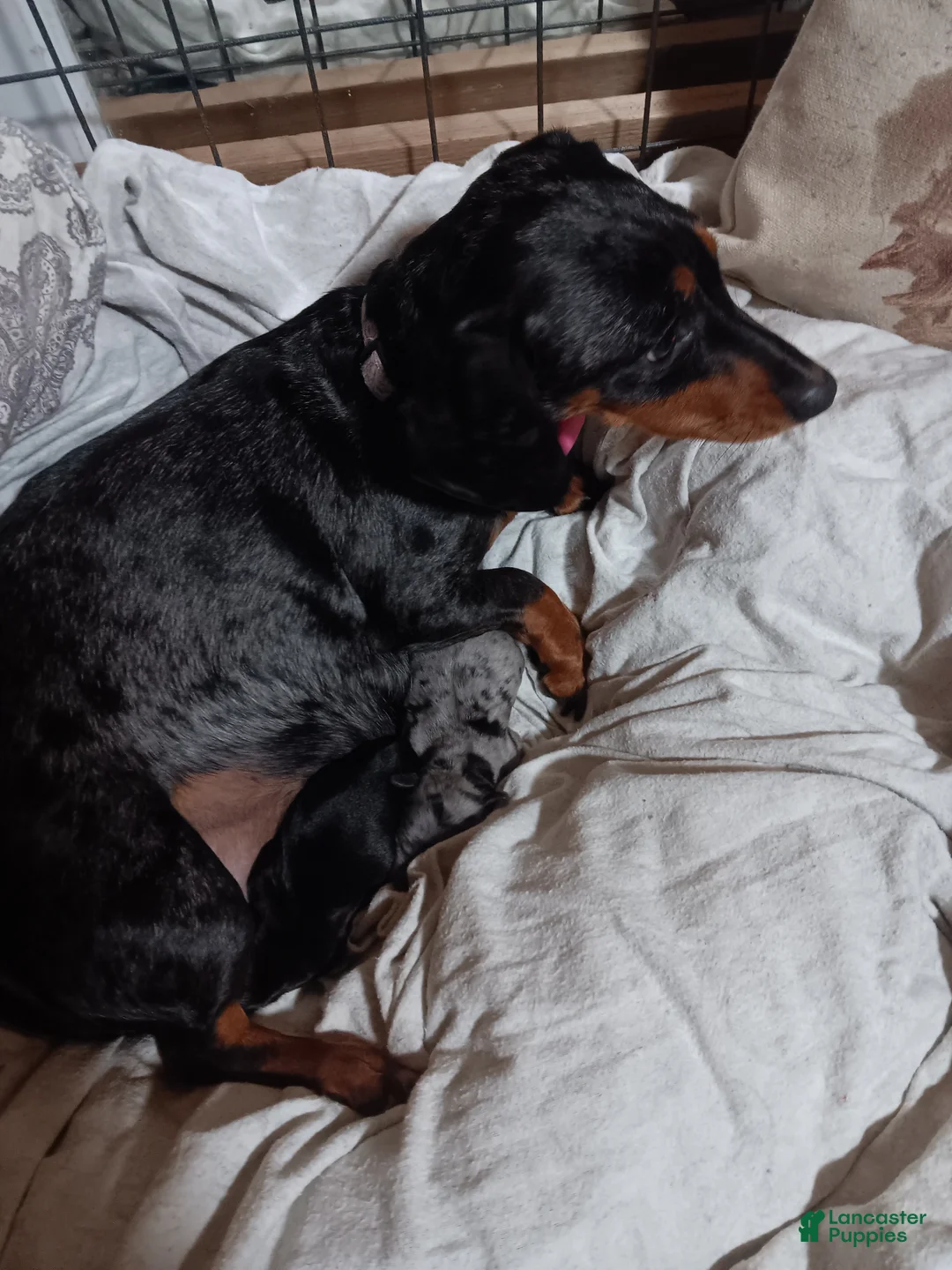 Miniature Dachshund dogs for sale: william - Ad 2