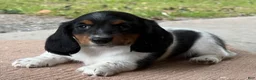 Miniature Dachshund dogs for sale: Isaiah special needs - Ad 4