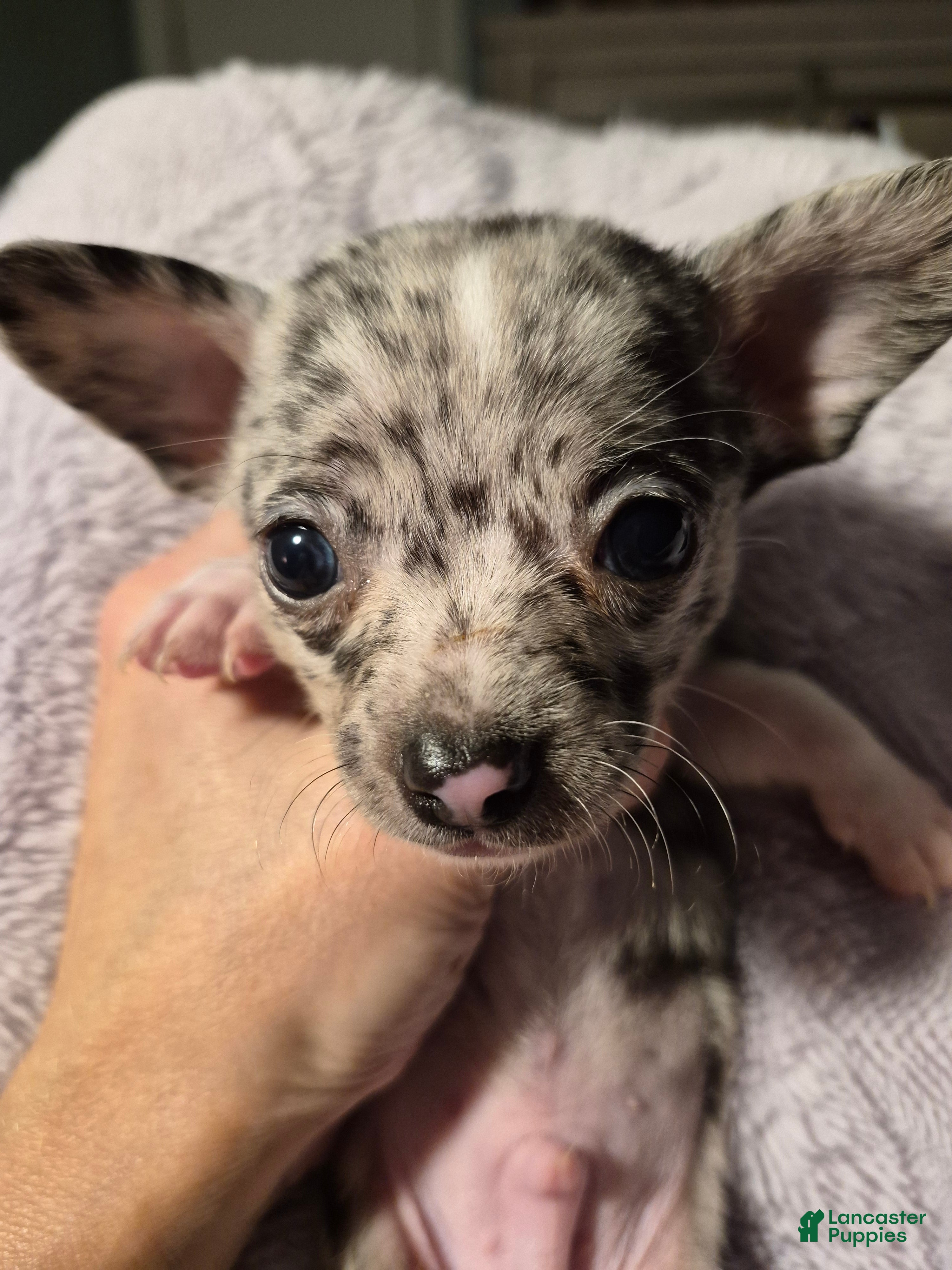 Chihuahua dogs Chihuahua 1 - Ad 1