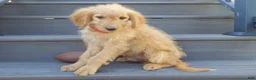 Mini Goldendoodle dogs for sale: Rover (medium) - Ad 2