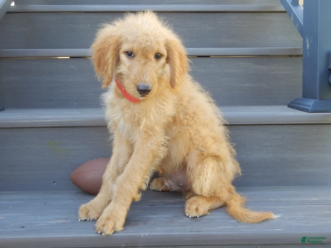 Mini Goldendoodle dogs for sale: Rover (medium) - Ad 2