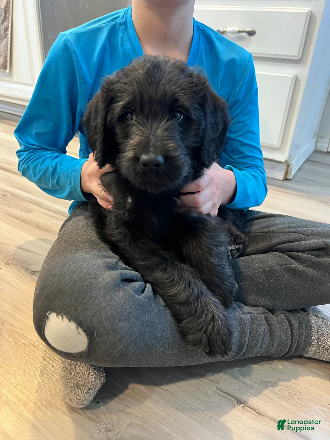 Labradoodle dogs for sale: Princess  - Ad 3