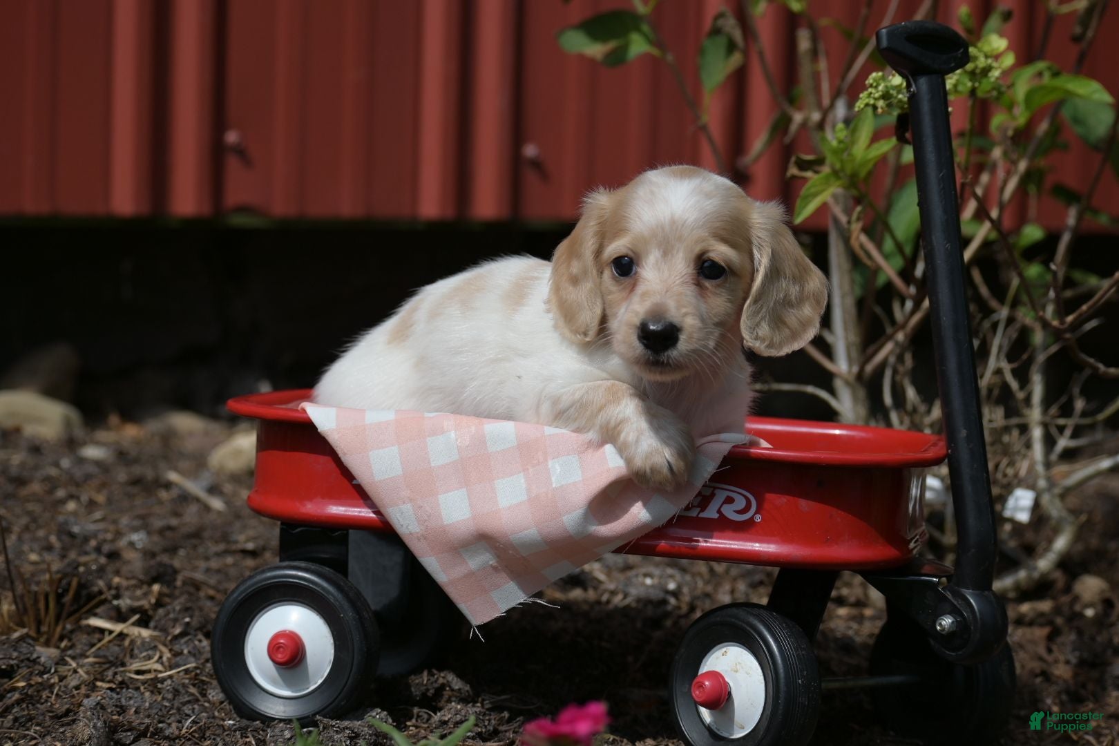 Miniature Dachshund dogs Vallory - Ad 1