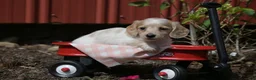 Miniature Dachshund dogs for sale: Vallory - Ad 1