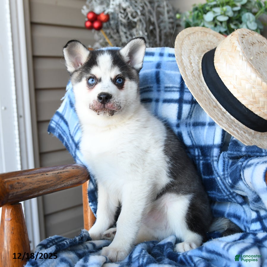 Alaskan Klee Kai dogs Kodiak - Ad 2