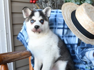 Alaskan Klee Kai dogs Kodiak - Ad 9