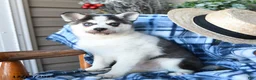 Alaskan Klee Kai dogs for sale: Kodiak - Ad 4