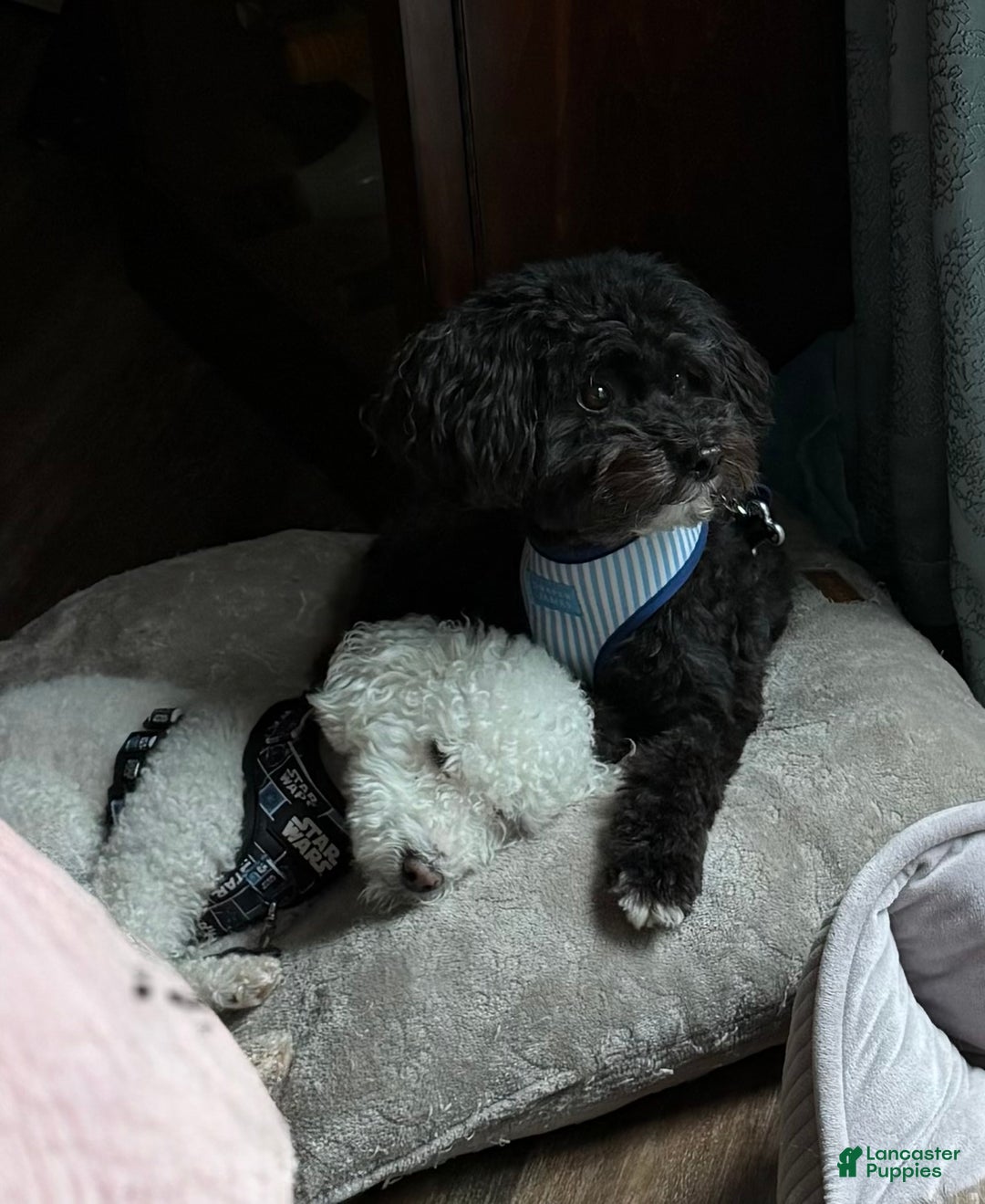 Pomapoo dogs for sale: Bandit - Ad 10