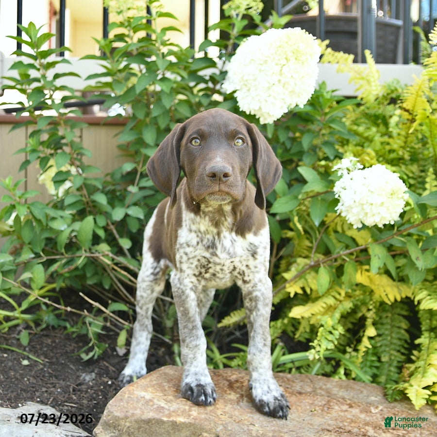 German Shorthaired Pointer dogs Jack  - Ad 2