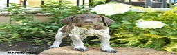 German Shorthaired Pointer dogs for sale: Jack  - Ad 2