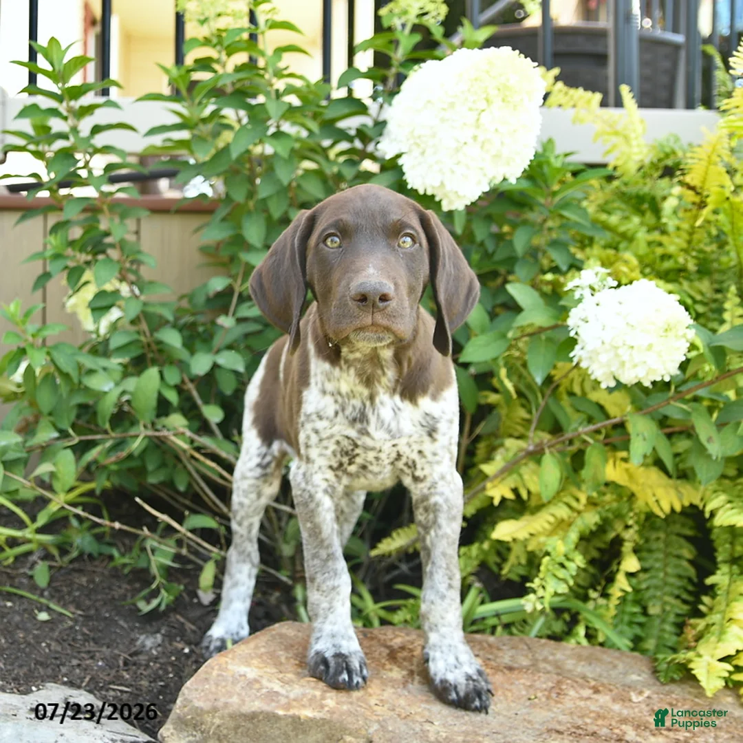German Shorthaired Pointer dogs for sale: Jack  - Ad 2