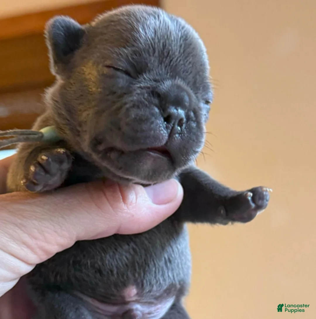 French Bulldog dogs for sale: Blue boy (blue collar) - Ad 3