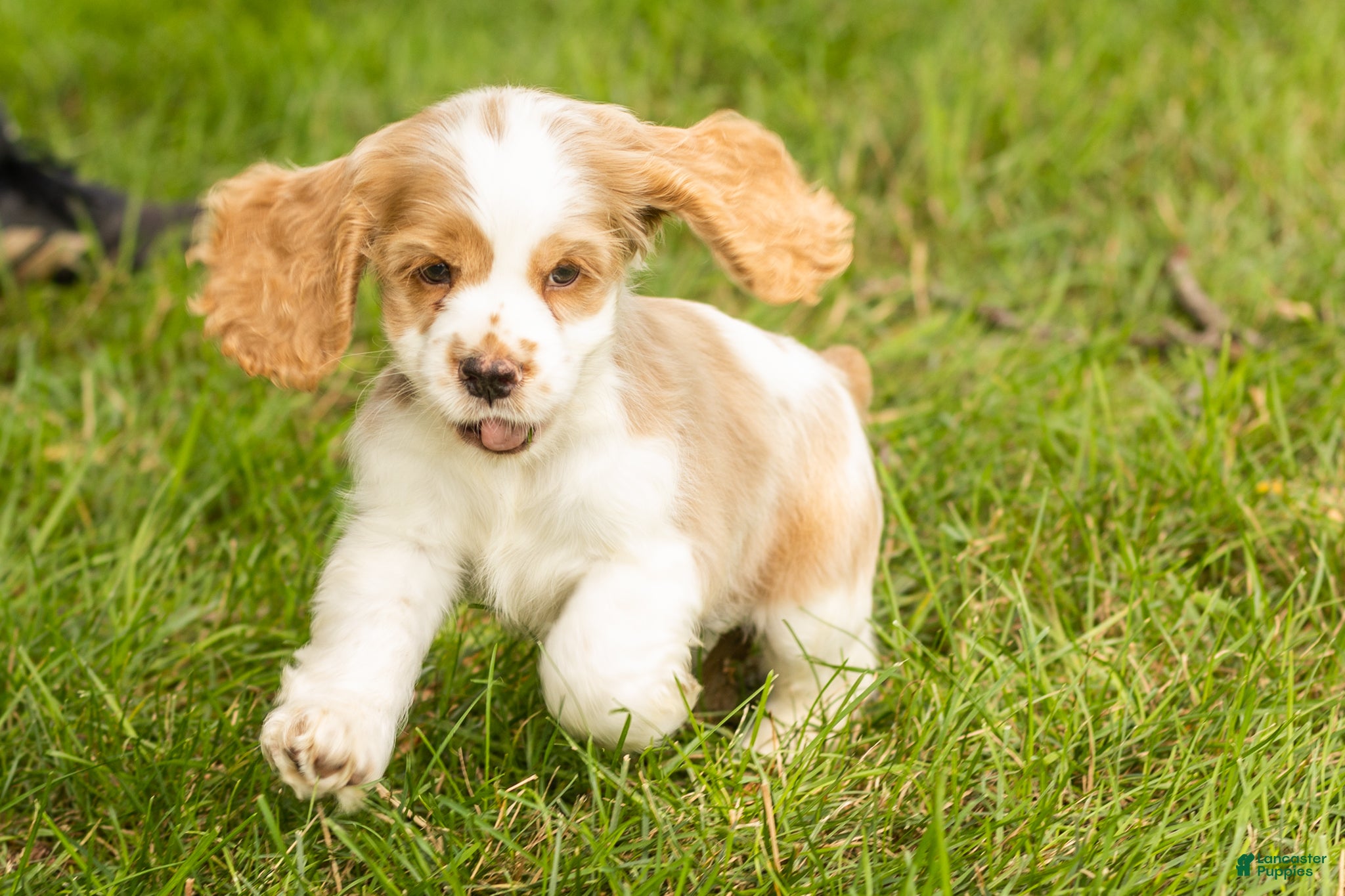 Cocker Spaniel dogs Cooper  - Ad 33