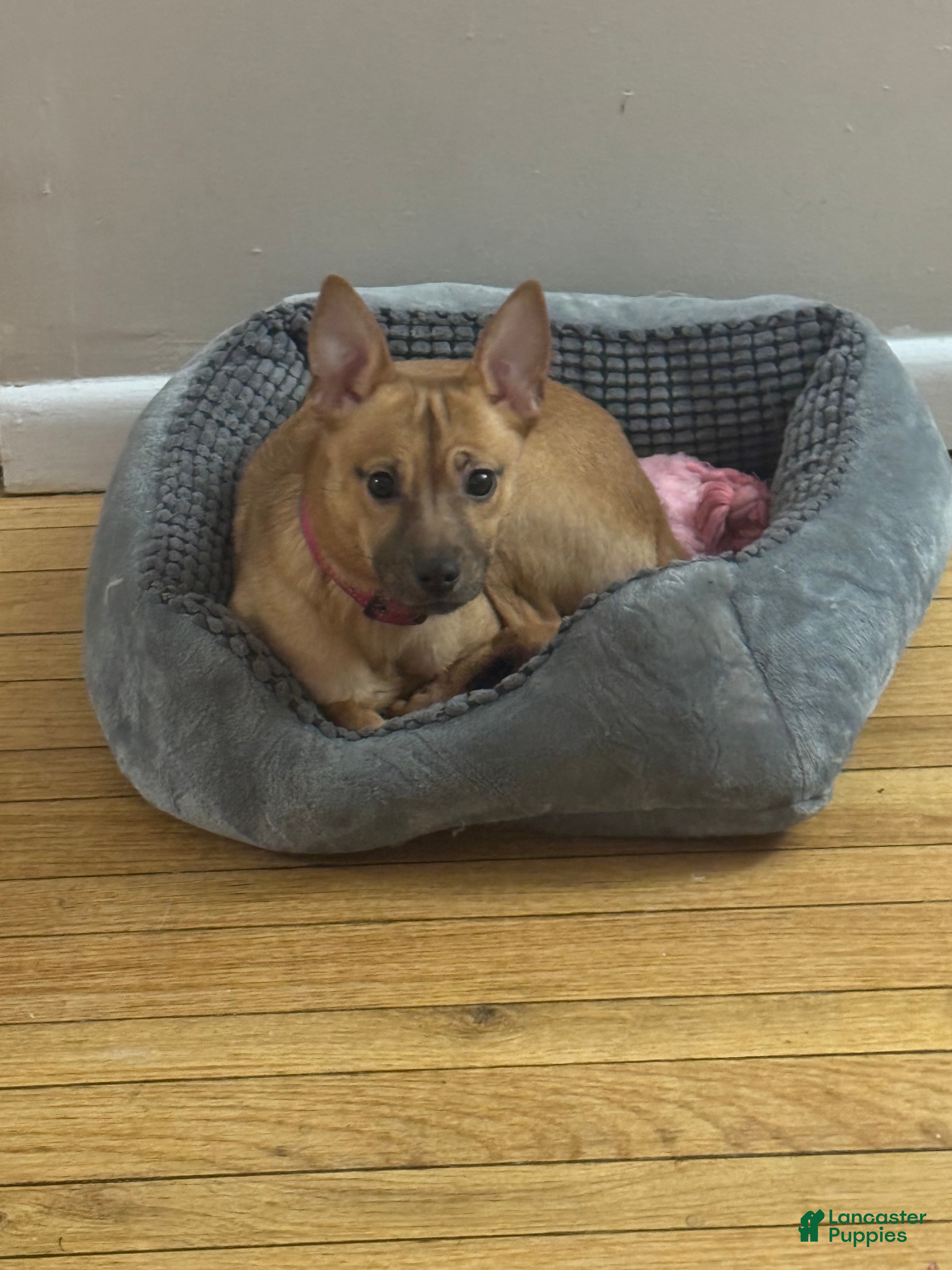 Mixed Breed dogs Bella  - Ad 2