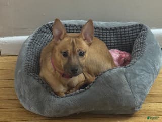 Mixed Breed dogs Bella - Ad 3