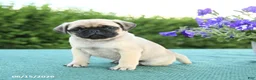 Pug dogs for sale: Jim  - Ad 3
