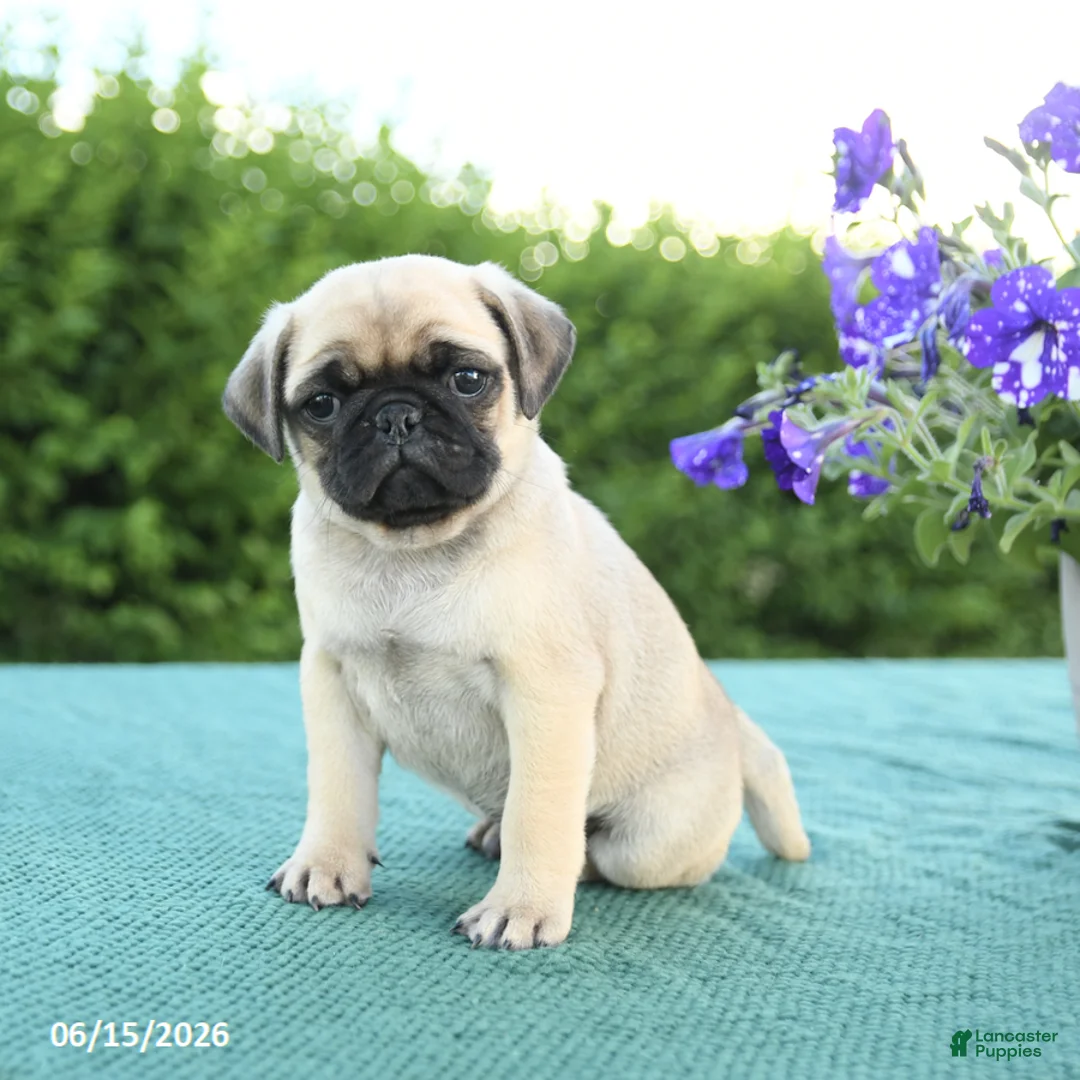 Pug dogs for sale: Jim  - Ad 3